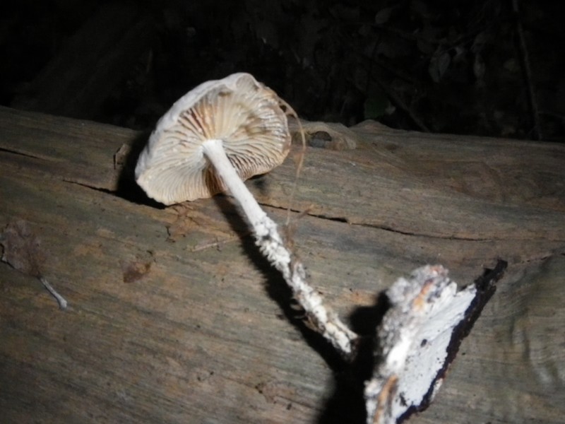 La Selva di Gallignano